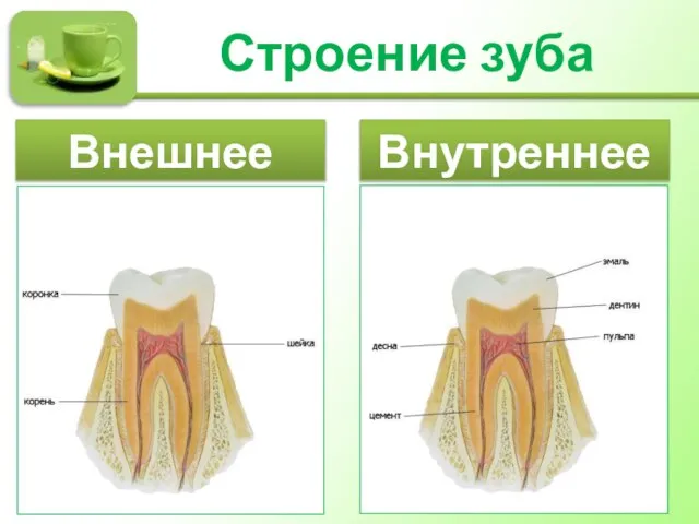 Строение зуба Внешнее Внутреннее