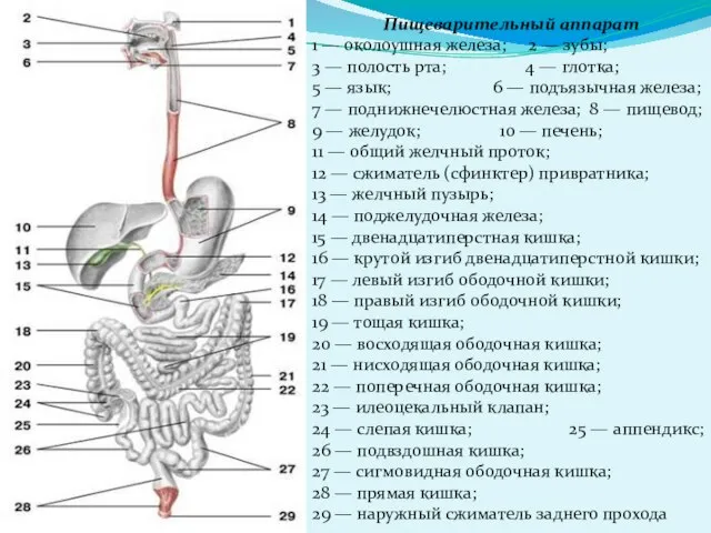 Пищеварительный аппарат 1 — околоушная железа; 2 — зубы; 3 —