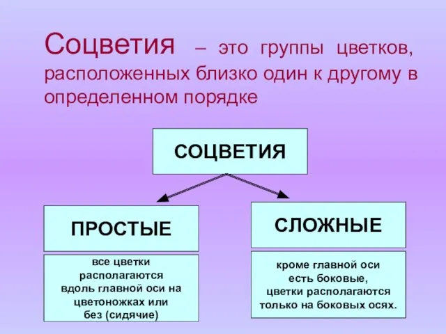 Соцветия – это группы цветков, расположенных близко один к другому в