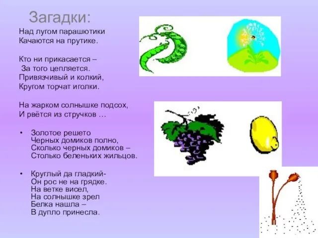 Загадки: Над лугом парашютики Качаются на прутике. Кто ни прикасается –