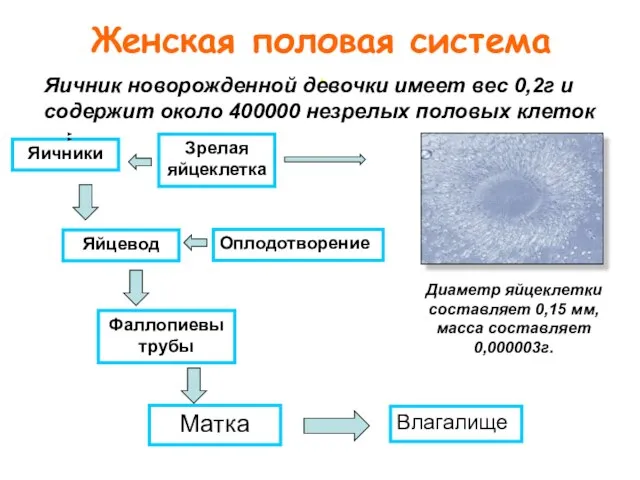 . Яичники Зрелая яйцеклетка Оплодотворение Влагалище Яйцевод Матка Фаллопиевы трубы Диаметр