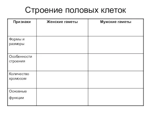 Строение половых клеток