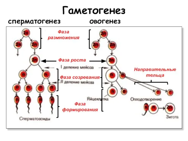 Гаметогенез сперматогенез овогенез Фаза размножения Фаза роста Фаза созревания Направительные тельца