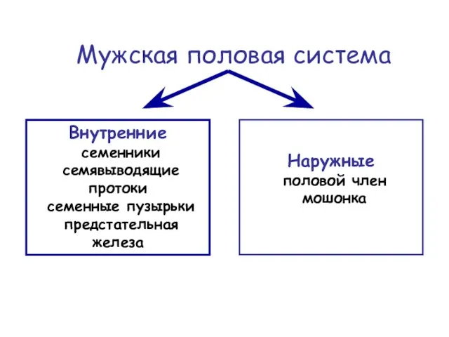 Мужская половая система Внутренние семенники семявыводящие протоки семенные пузырьки предстательная железа Наружные половой член мошонка