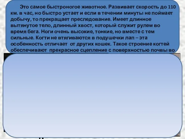 Это самое быстроногое животное. Развивает скорость до 110 км. в час,