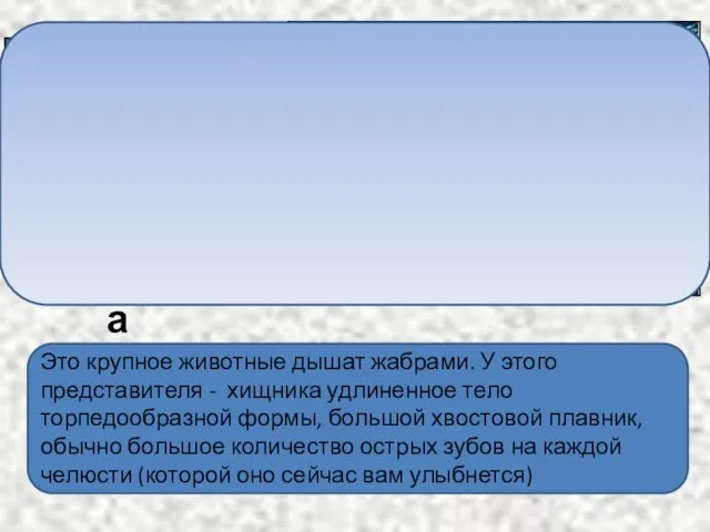 Это крупное животные дышат жабрами. У этого представителя - хищника удлиненное