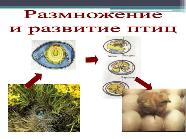 Размножение и развитие птиц