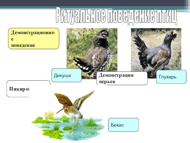 Ритуальное поведение птиц Демонстрационное поведение Пикирование Демонстрация перьев Дикуша Глухарь Бекас