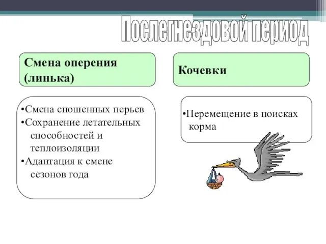 Послегнездовой период Смена оперения (линька) Кочевки Смена сношенных перьев Сохранение летательных