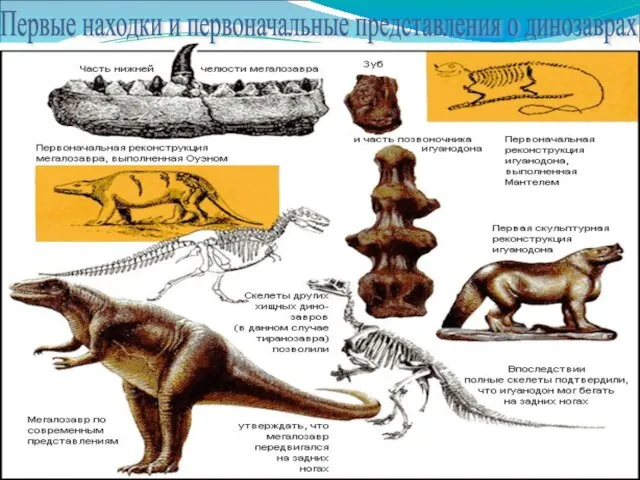 Первые находки и первоначальные представления о динозаврах