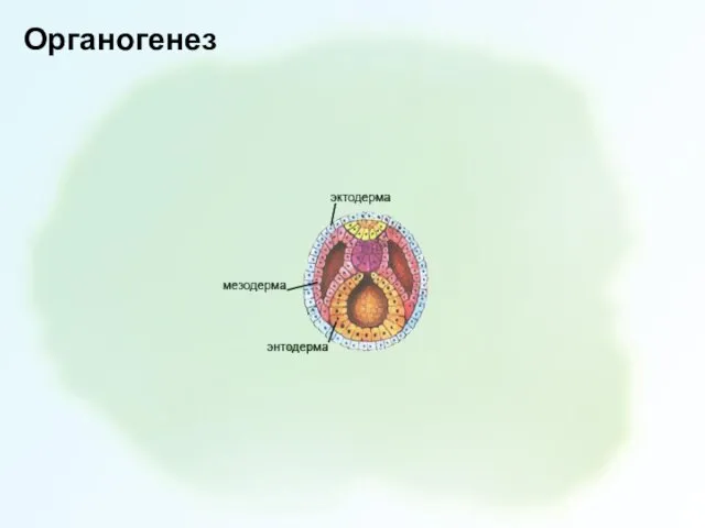 Органогенез