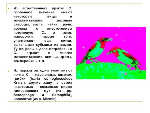 Из естественных врагов С. особенное значение имеют некоторые птицы и млекопитающие: