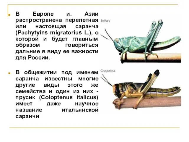 В Европе и. Азии распространена перелетная или настоящая саранча (Pachytyins migratorius