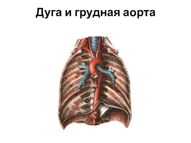 Дуга и грудная аорта