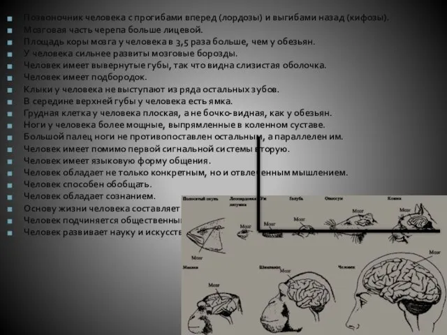 Позвоночник человека с прогибами вперед (лордозы) и выгибами назад (кифозы). Мозговая