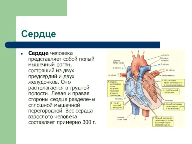 Сердце Сердце человека представляет собой полый мышечный орган, состоящий из двух