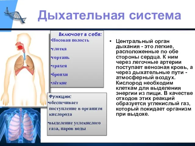 Центральный орган дыхания - это легкие, расположенные по обе стороны сердца.