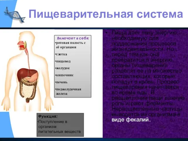 Пища дает телу энергию, необходимую для поддержания процессов жизнедеятельности. Но перед