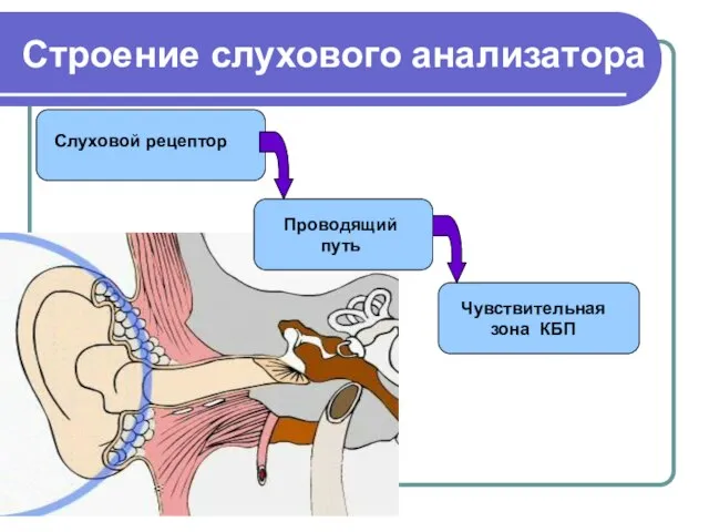 Строение слухового анализатора