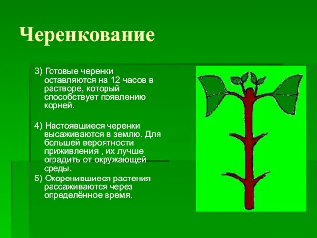 Черенкование 3) Готовые черенки оставляются на 12 часов в растворе, который