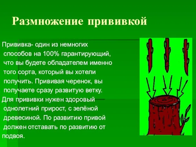 Размножение прививкой Прививка- один из немногих способов на 100% гарантирующий, что