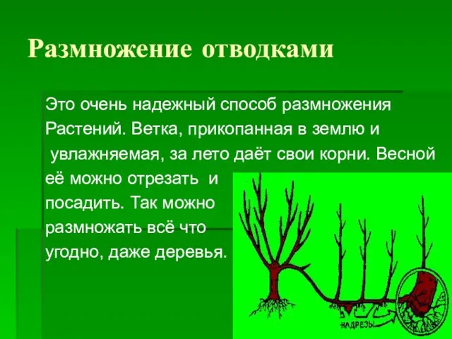 Размножение отводками Это очень надежный способ размножения Растений. Ветка, прикопанная в