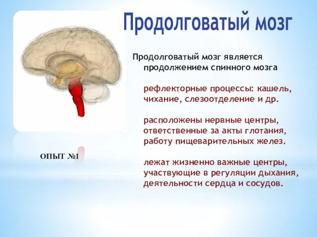 Продолговатый мозг является продолжением спинного мозга рефлекторные процессы: кашель, чихание, слезоотделение