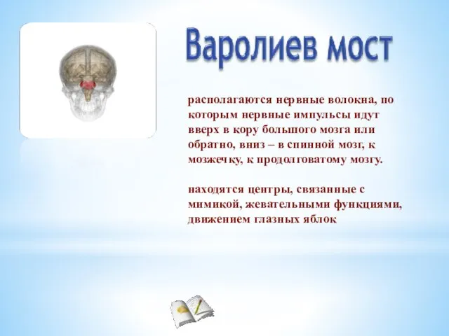 располагаются нервные волокна, по которым нервные импульсы идут вверх в кору