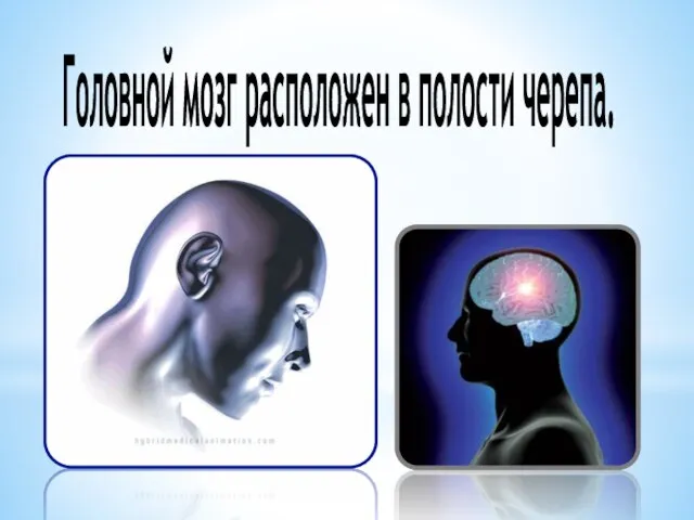 Головной мозг расположен в полости черепа.