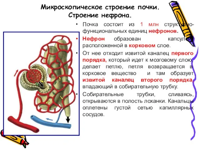 Микроскопическое строение почки. Строение нефрона. Почка состоит из 1 млн структурно-функциональных