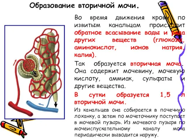 Образование вторичной мочи. Во время движения крови по извитым канальцам происходит