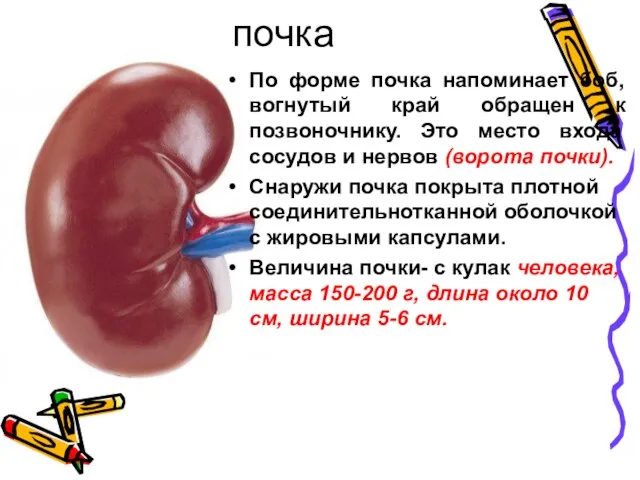 почка По форме почка напоминает боб, вогнутый край обращен к позвоночнику.