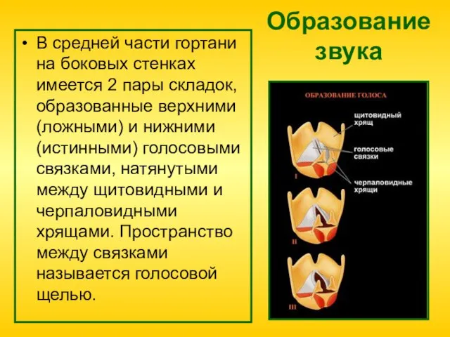 Образование звука В средней части гортани на боковых стенках имеется 2