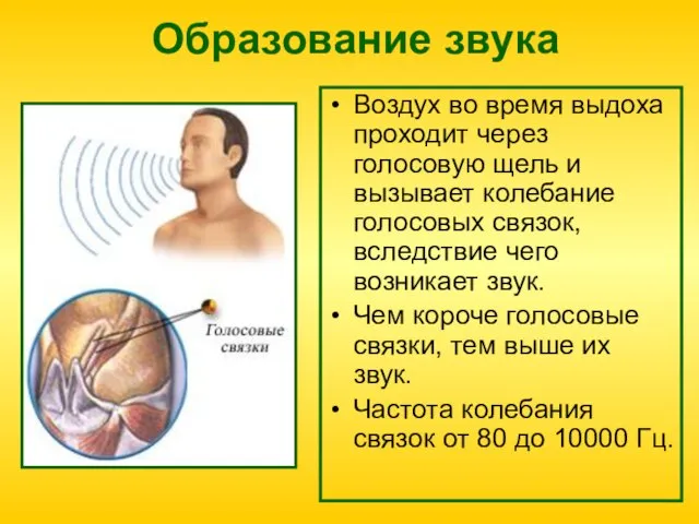 Образование звука Воздух во время выдоха проходит через голосовую щель и