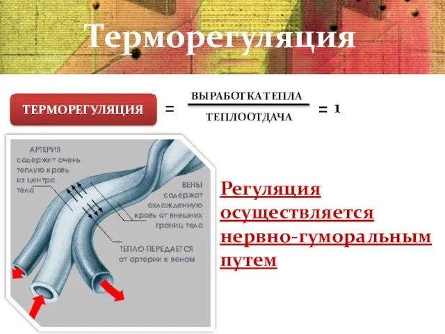 Регуляция осуществляется нервно-гуморальным путем ТЕРМОРЕГУЛЯЦИЯ = ВЫРАБОТКА ТЕПЛА ТЕПЛООТДАЧА = 1 Терморегуляция