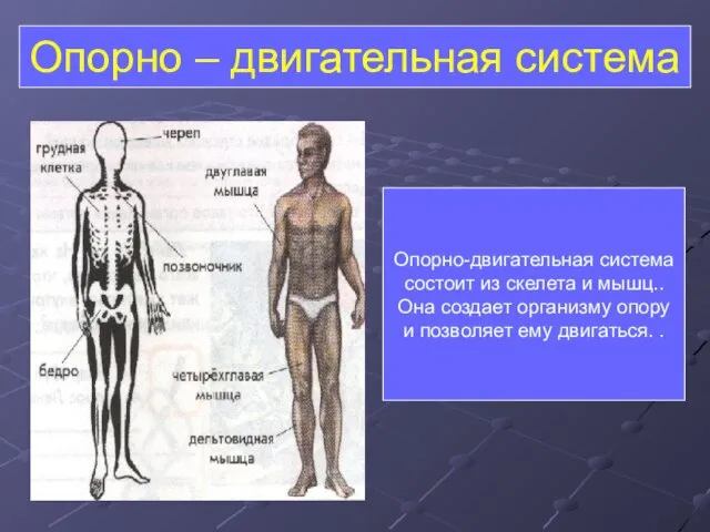 Опорно – двигательная система Опорно-двигательная система состоит из скелета и мышц..