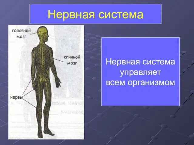 Нервная система управляет всем организмом Нервная система