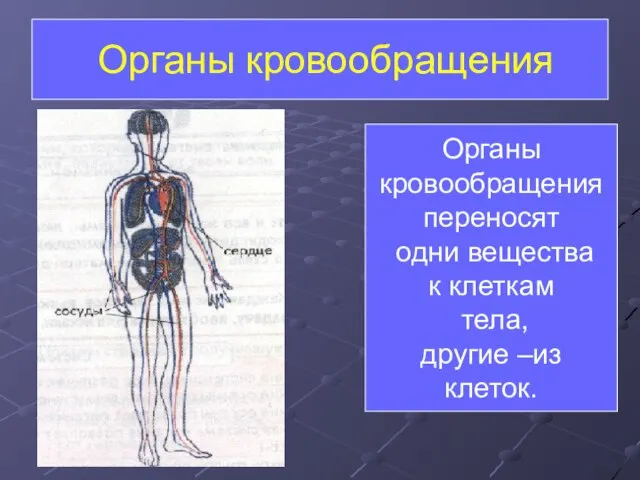 Органы кровообращения Органы кровообращения переносят одни вещества к клеткам тела, другие –из клеток.