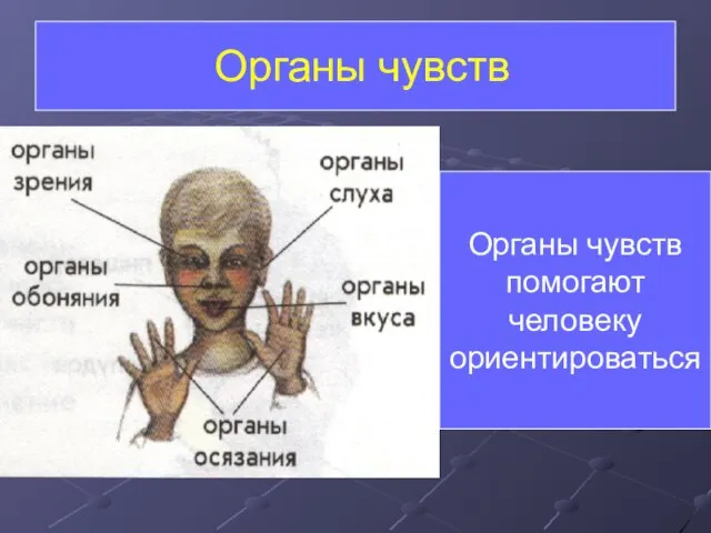 Органы чувств Органы чувств помогают человеку ориентироваться