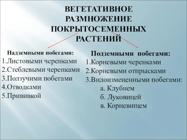 ВЕГЕТАТИВНОЕ РАЗМНОЖЕНИЕ ПОКРЫТОСЕМЕННЫХ РАСТЕНИЙ Надземными побегами: Листовыми черенками Стеблевыми черенками Ползучими