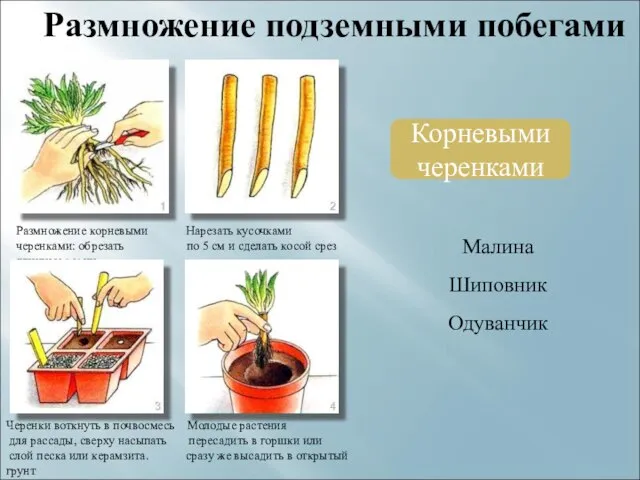 Размножение подземными побегами Корневыми черенками Размножение корневыми Нарезать кусочками черенками: обрезать