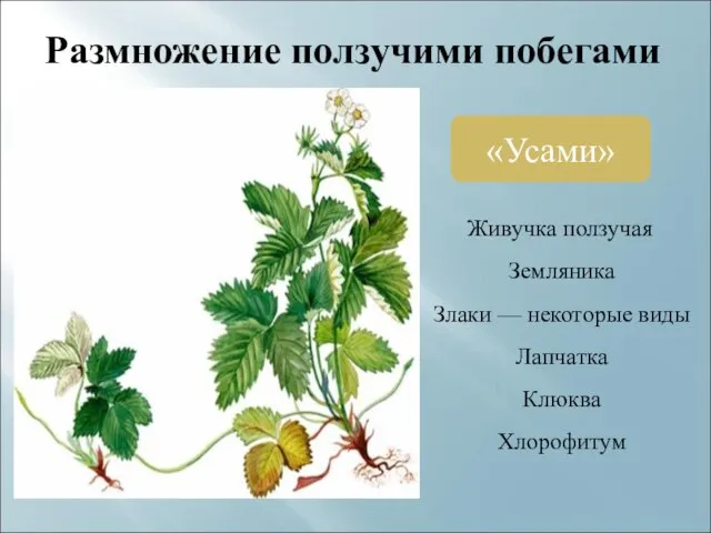 Размножение ползучими побегами «Усами» Живучка ползучая Земляника Злаки — некоторые виды Лапчатка Клюква Хлорофитум