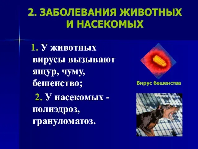 2. ЗАБОЛЕВАНИЯ ЖИВОТНЫХ И НАСЕКОМЫХ 1. У животных вирусы вызывают ящур,