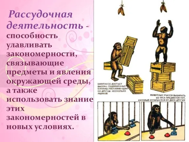 Рассудочная деятельность - способность улавливать закономерности, связывающие предметы и явления окружающей