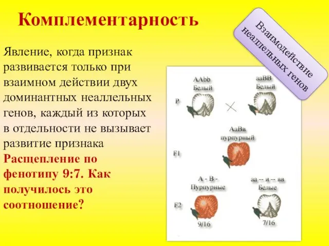 Комплементарность Взаимодействие неаллельных генов Явление, когда признак развивается только при взаимном