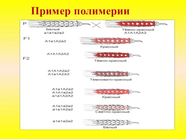 Пример полимерии