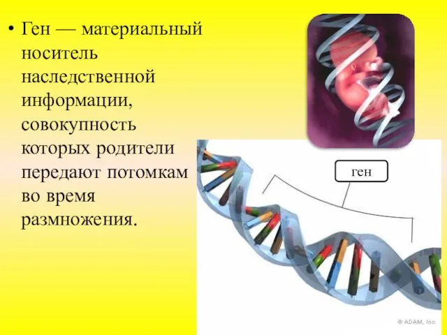 Ген — материальный носитель наследственной информации, совокупность которых родители передают потомкам во время размножения. ген