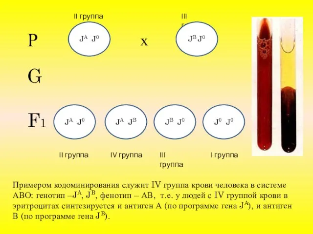 Примером кодоминирования служит IV группа крови человека в системе АВО: генотип