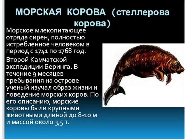 МОРСКАЯ КОРОВА (стеллерова корова) Морское млекопитающее отряда сирен, полностью истребленное человеком