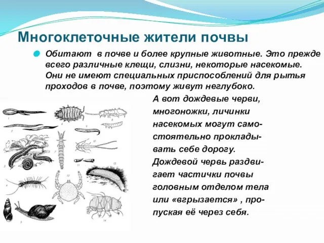 Многоклеточные жители почвы Обитают в почве и более крупные животные. Это